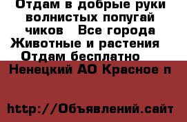 Отдам в добрые руки волнистых попугай.чиков - Все города Животные и растения » Отдам бесплатно   . Ненецкий АО,Красное п.